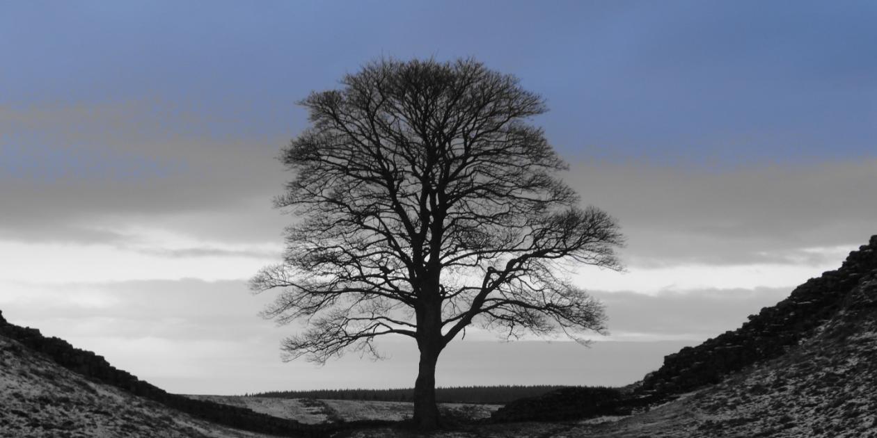 The 'Kevin Costner' Tree on Hadrian's Wall